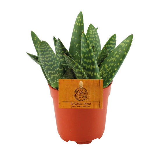 Aloe Paradisicum – Kompakte pflegeleichte Aloe Vera Ø10,5cm