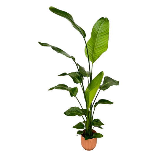 Strelitzia Nicolai mit elho Vibes Fold Topf – 130 cm