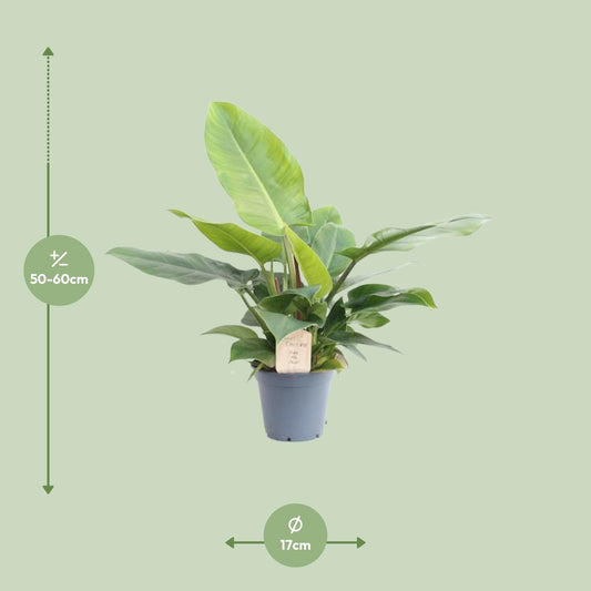 Philodendron Imperial Green – Pflegeleichte Zimmerpflanze Ø17cm