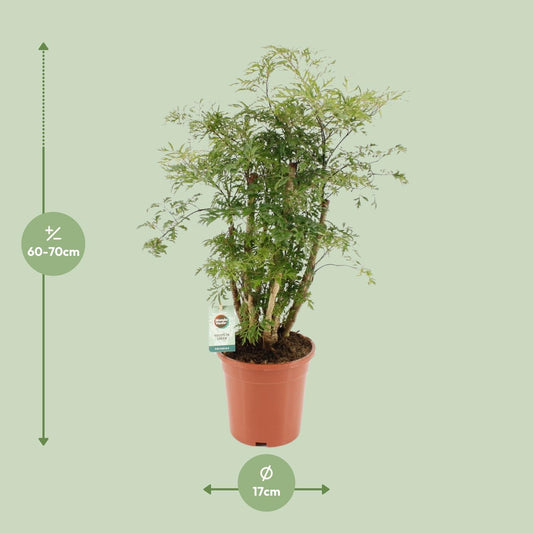 Polyscias Hawaiiana Ming – Pflegeleichte Zimmerpflanze Ø17cm, 65cm hoch