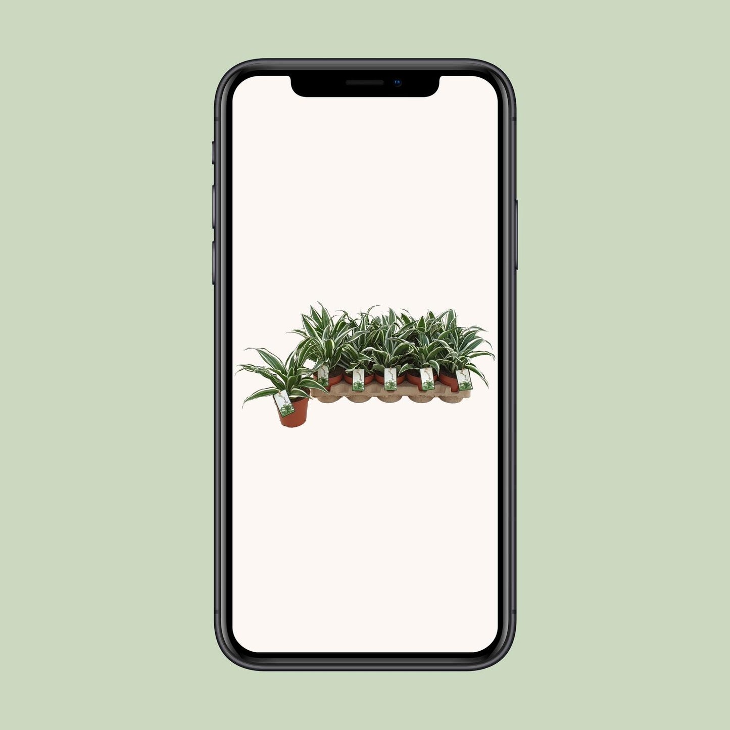 Dracaena White Jewel – Pflegeleichter Drachenbaum Ø12cm