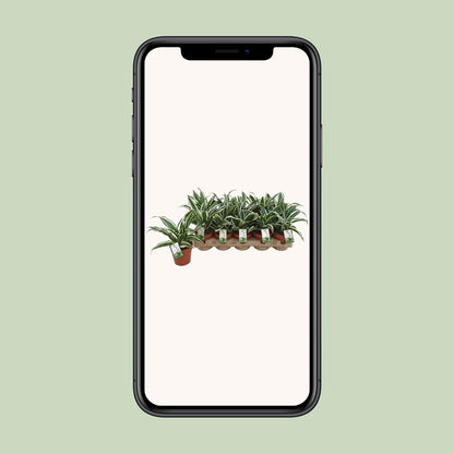 Dracaena White Jewel – Pflegeleichter Drachenbaum Ø12cm