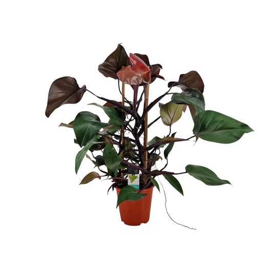 Philodendron Ruby Pyramide – Pflegeleichte Zimmerpflanze Ø19cm