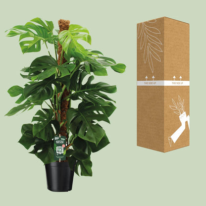 Monstera Pertusum Ø24cm – Pflegeleichte Trendpflanze bis 150cm