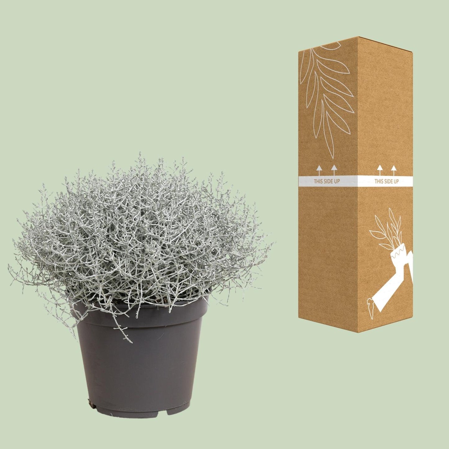 Silberkörbchen – Pflegeleichte Zimmerpflanze Ø17cm