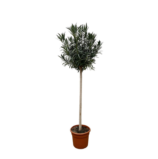 Nerium Oleander Stamm mit roten Blüten – 170 cm, Ø 40 cm