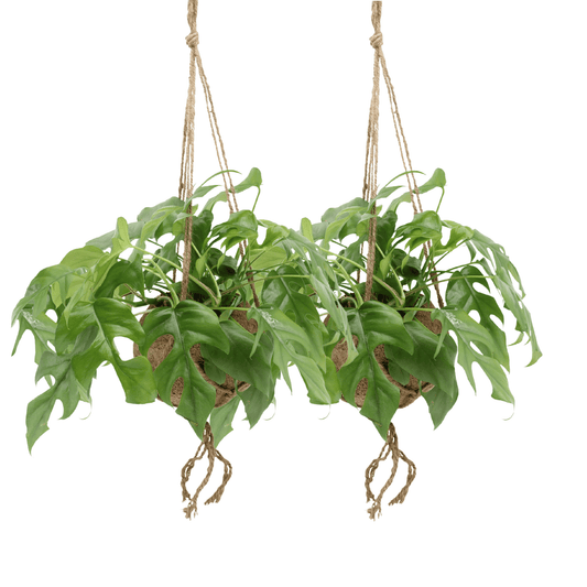 Kokodama Monstera Minima Hang – 2er Set Ø15 cm