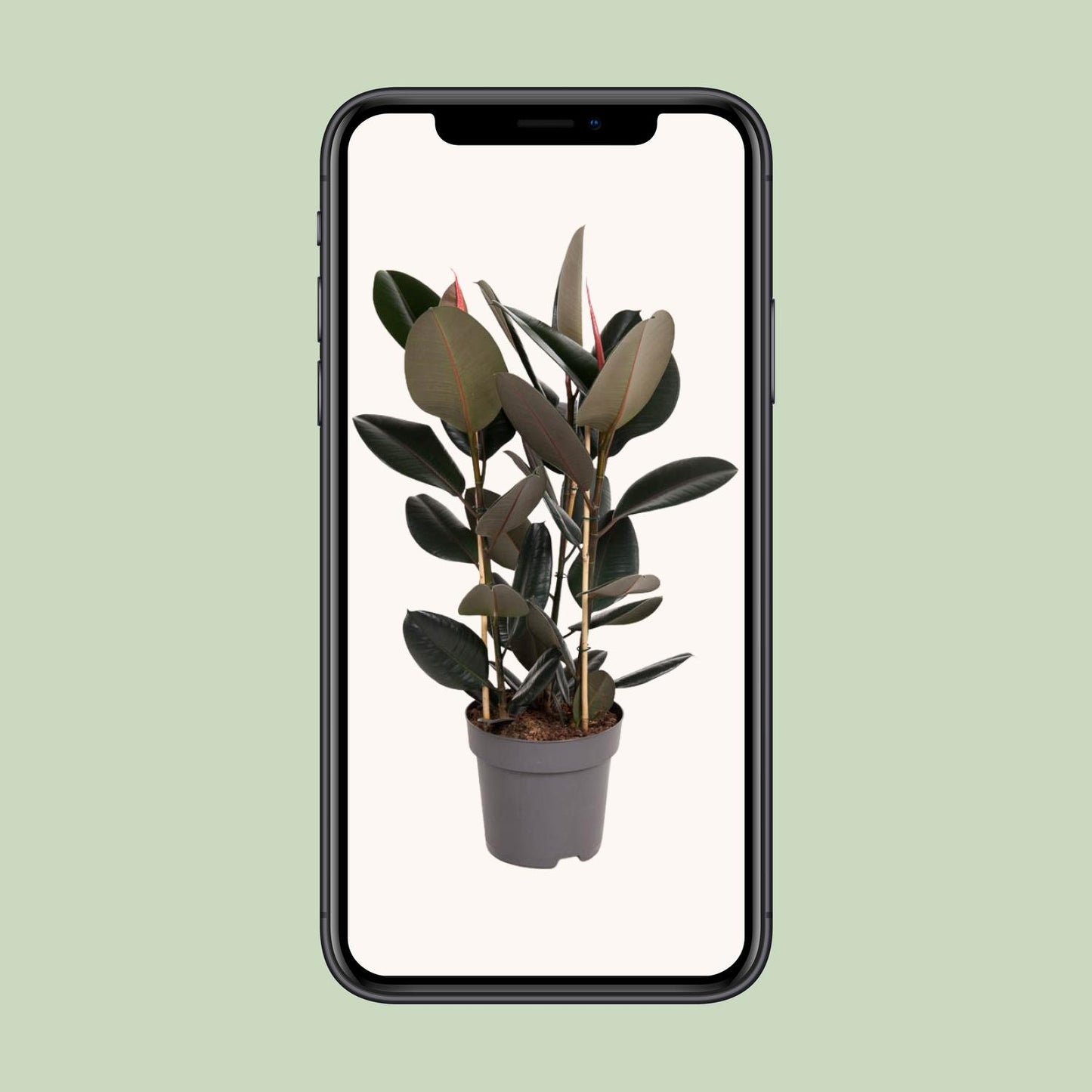 Ficus Elastica Abidjan – Pflegeleichter Gummibaum Ø27cm