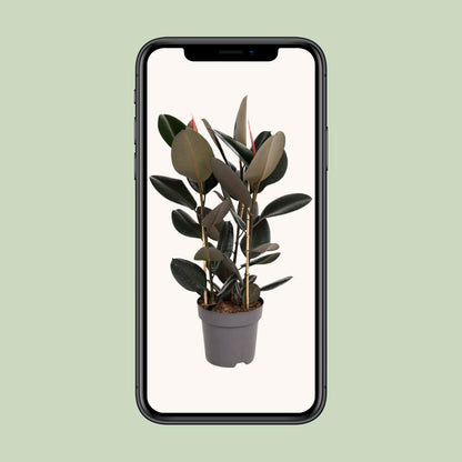 Ficus Elastica Abidjan – Pflegeleichter Gummibaum Ø27cm