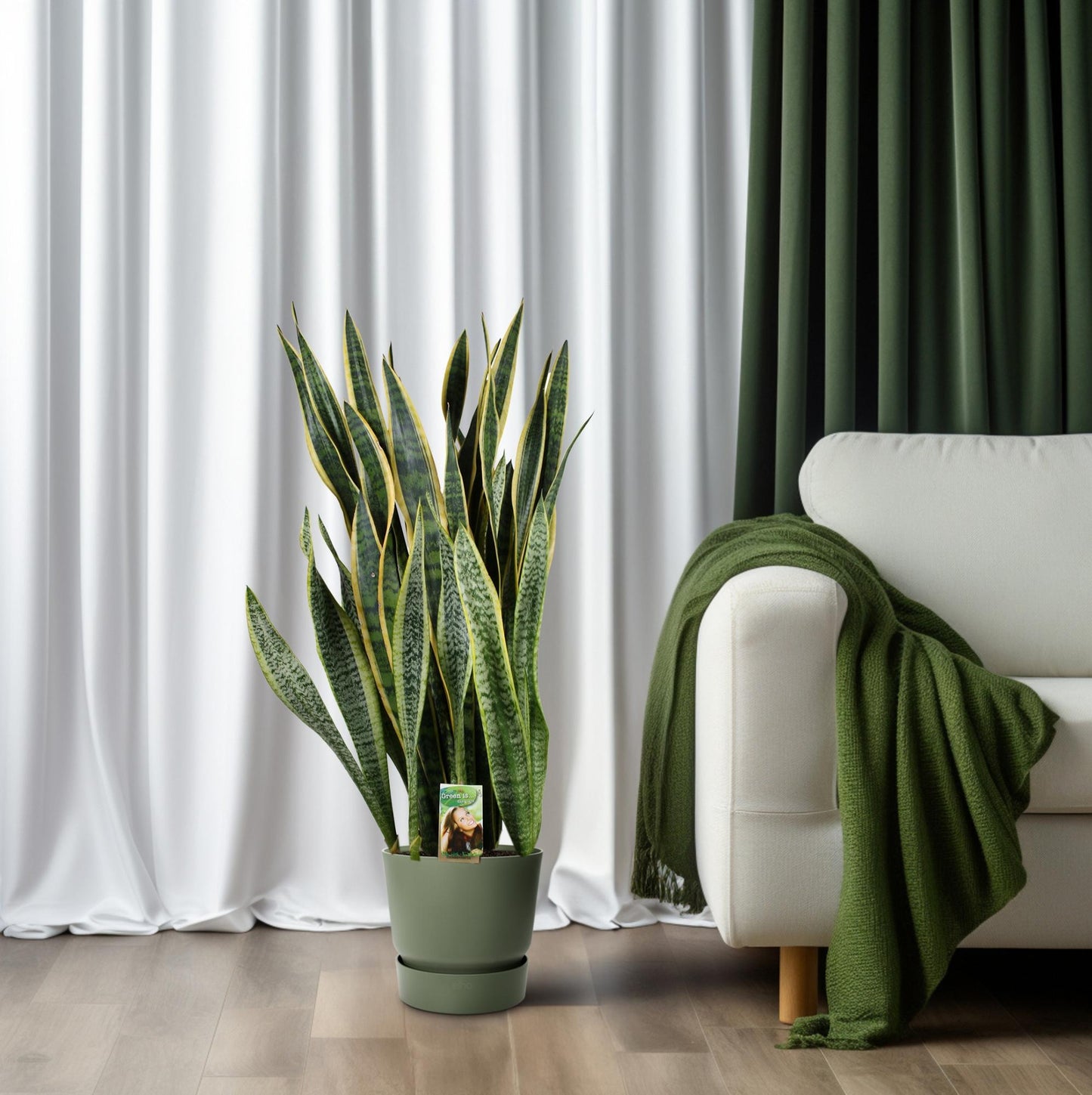 Sansevieria Laurentii Ø27cm – Pflegeleichter Bogenhanf bis 100cm