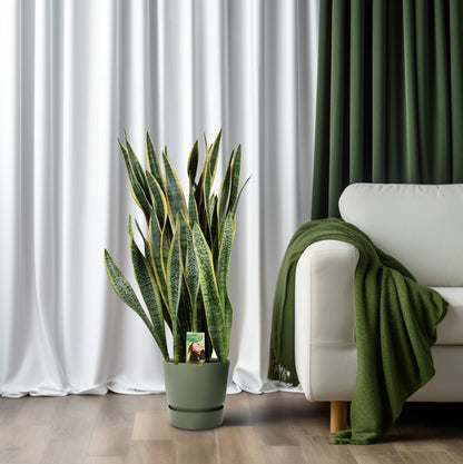 Sansevieria Laurentii Ø27cm – Pflegeleichter Bogenhanf bis 100cm
