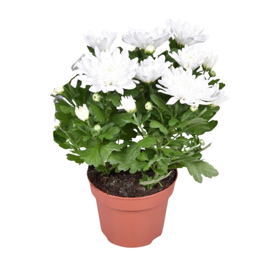 Chrysant Brave – Polster-Chrysantheme Ø12cm, 26cm hoch