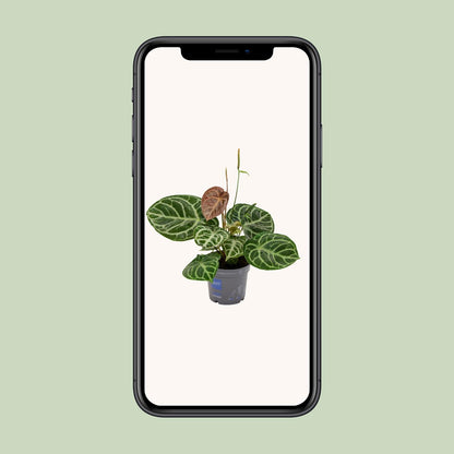 Anthurium Crystal Hybride Compact Ø17cm, Höhe 40cm