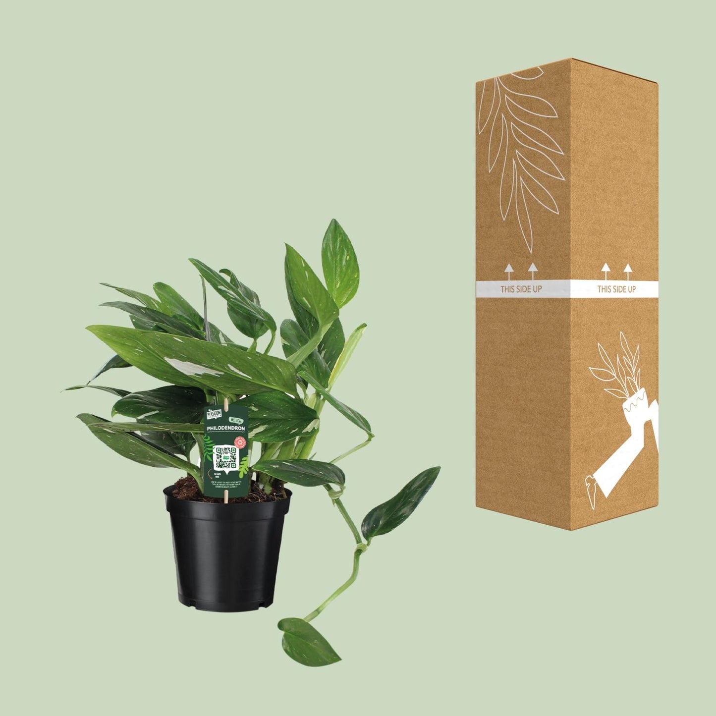 Philodendron Cobra Toef – Exotische, pflegeleichte Zimmerpflanze 50 cm