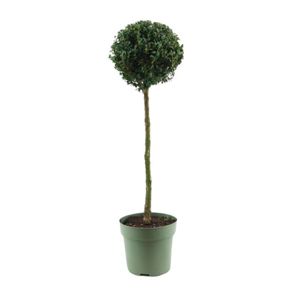 Buchsbaum Kugel Ø23cm – 85cm hoch, immergrün & pflegeleicht