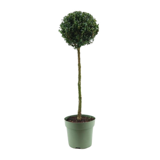 Buchsbaum Kugel Ø23cm – 85cm hoch, immergrün & pflegeleicht