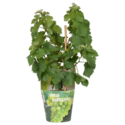 Riesling Zwergrebe 'Pixie' – Kompakte weiße Weintraube Ø14cm