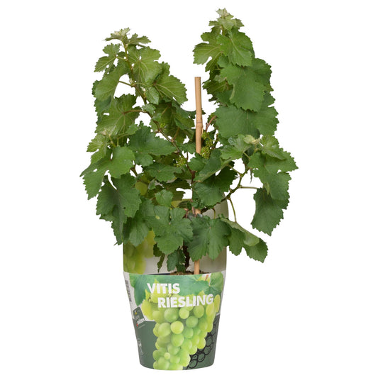 Riesling Zwergrebe 'Pixie' – Kompakte weiße Weintraube Ø14cm