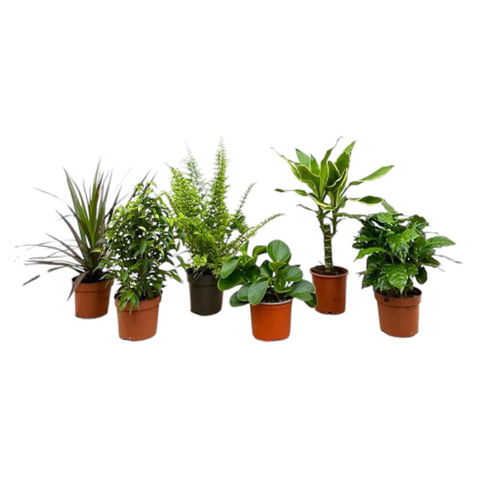 Überraschungsbox – 6 pflegeleichte Zimmerpflanzen 20-40 cm