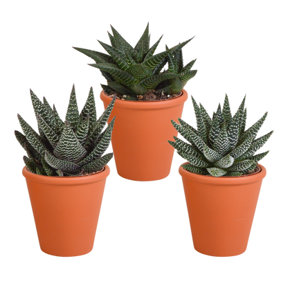Gasteria & Haworthia Sukkulenten-Mix im Terrakotta-Topf