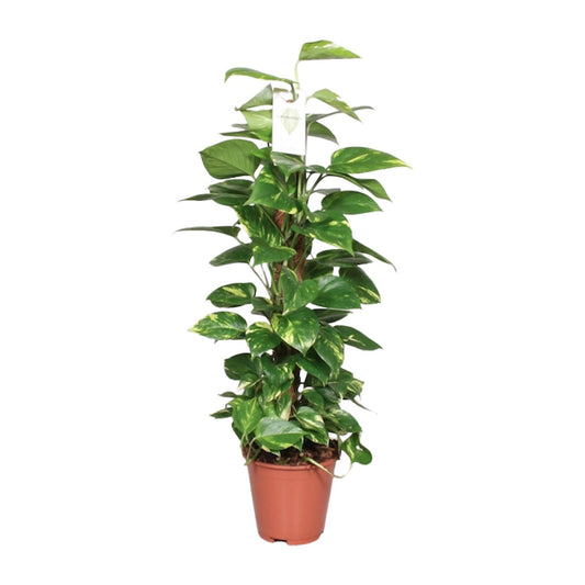 Epipremnum Pinnatum Mosstok – Goldene Efeutute 80 cm