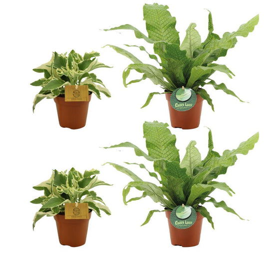 Flammenkchen & Krokodilfarn Set – 4 pflegeleichte Zimmerpflanzen 12cm