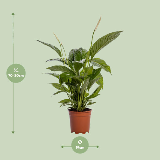 Spathiphyllum Bingo Cupido – Pflegeleichte Friedenslilie Ø19cm