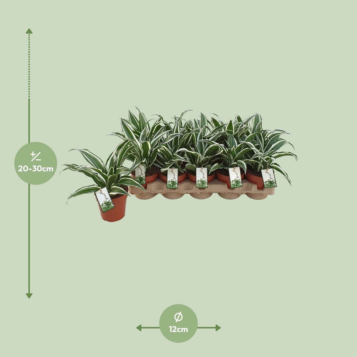 Dracaena White Jewel – Pflegeleichter Drachenbaum Ø12cm