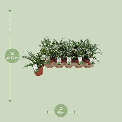 Dracaena White Jewel – Pflegeleichter Drachenbaum Ø12cm