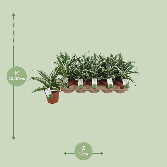 Dracaena White Jewel – Pflegeleichter Drachenbaum Ø12cm
