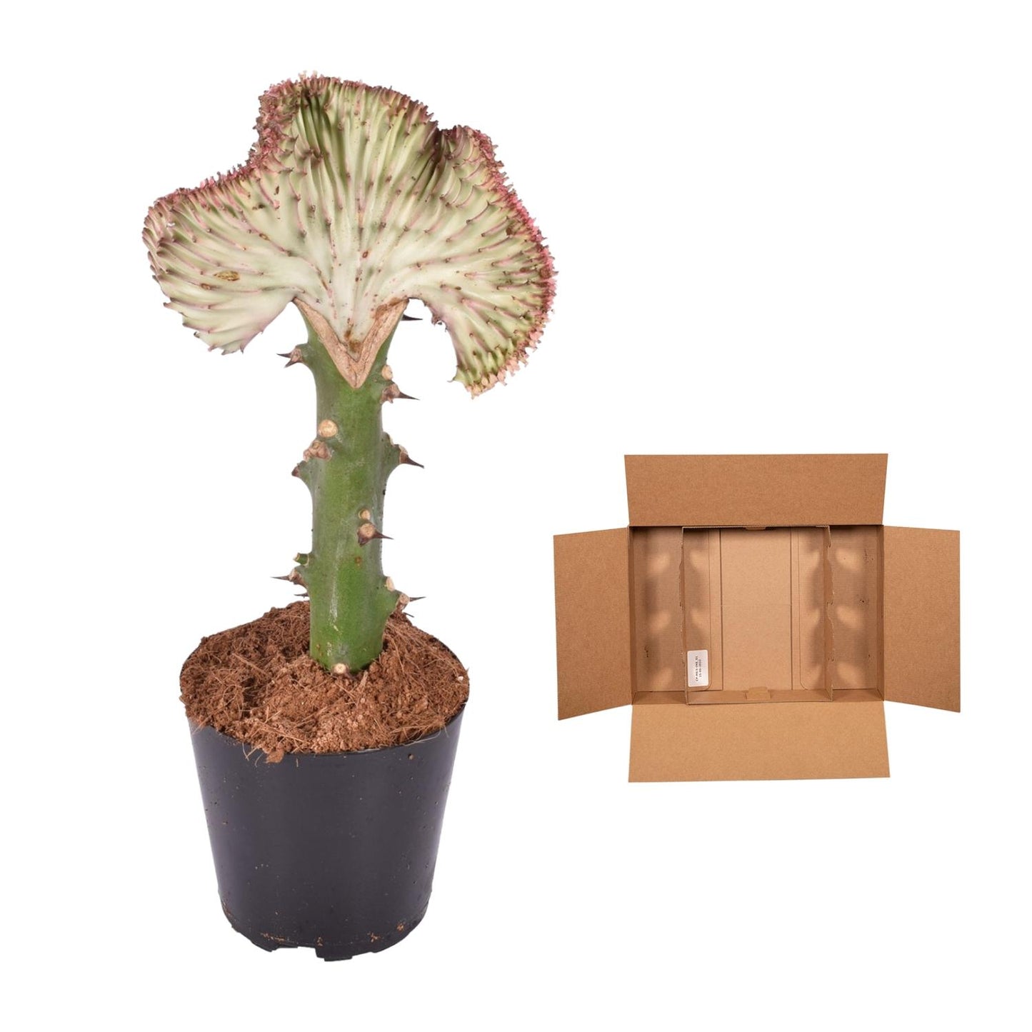 Euphorbia lactea Cristata – Korallen-Kaktus, 35 cm
