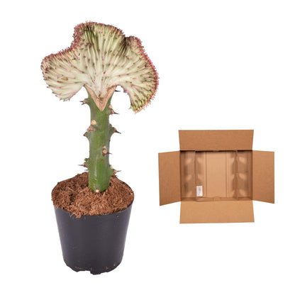 Euphorbia lactea Cristata – Korallen-Kaktus, 35 cm