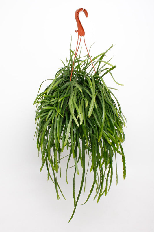 Lepismium Bolivianum – pflegeleichte Trendpflanze Ø17cm