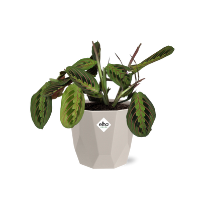 Maranta Leuconeura ‘Fascinator’ – Pflegeleichte Zimmerpflanze im ELHO Topf 14 cm