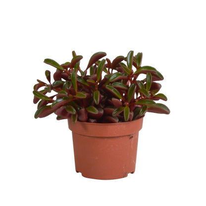 Peperomia graveolens – Pflegeleichte Zimmerpflanze ohne Topf