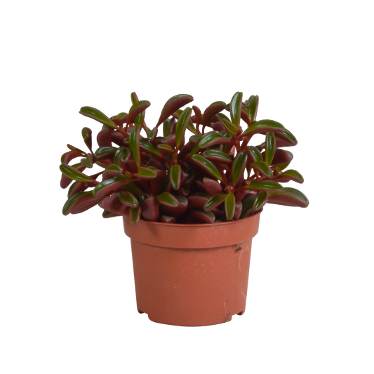 Peperomia graveolens – Pflegeleichte Zimmerpflanze ohne Topf