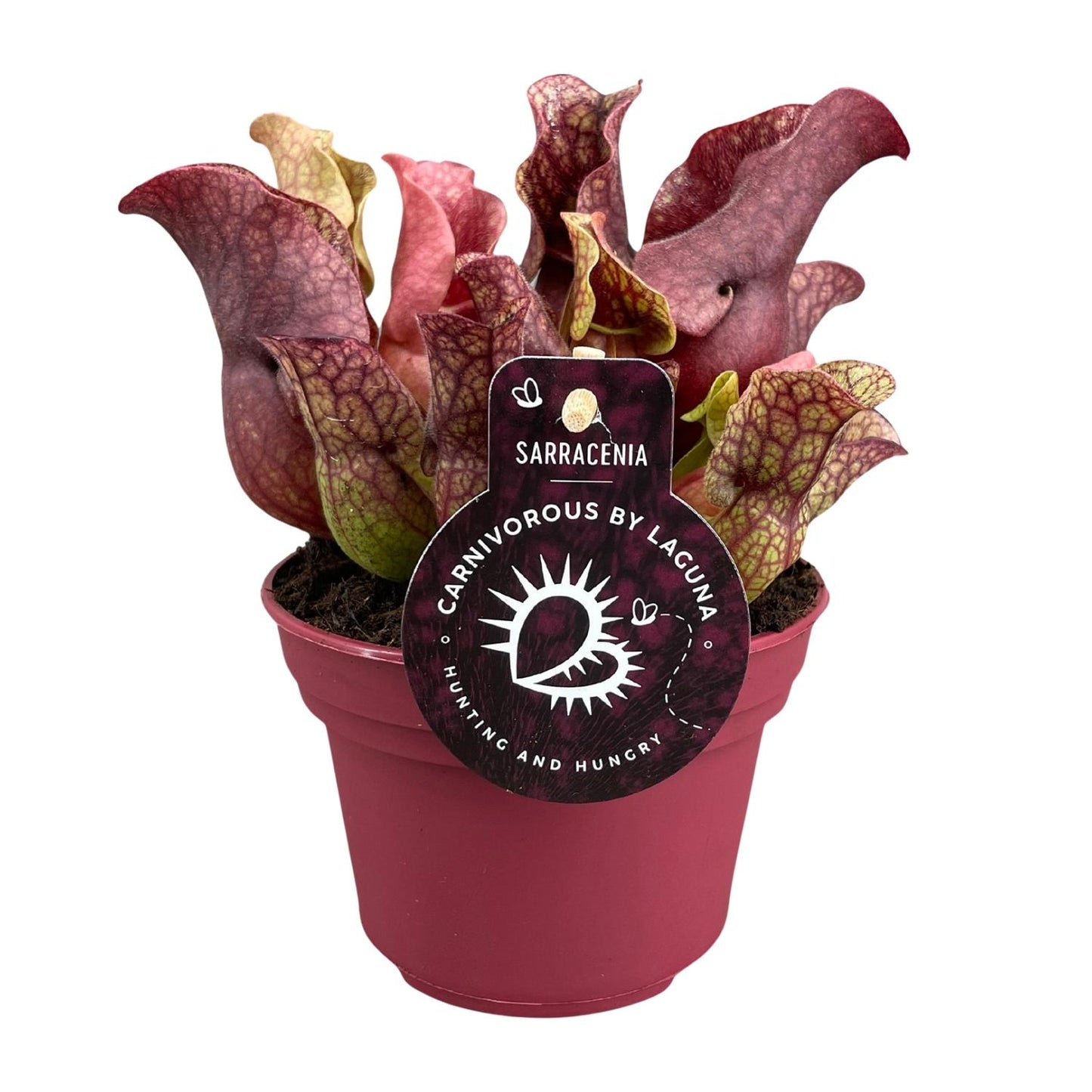 Sarracenia – Schlauchpflanze Ø12cm, 20cm hoch