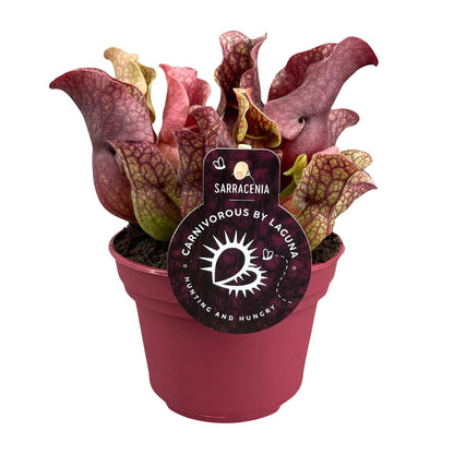 Sarracenia – Schlauchpflanze Ø12cm, 20cm hoch