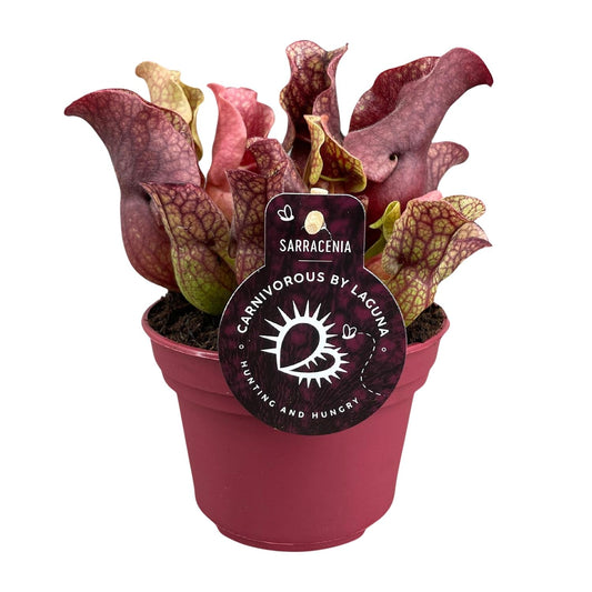 Sarracenia – Schlauchpflanze Ø12cm, 20cm hoch