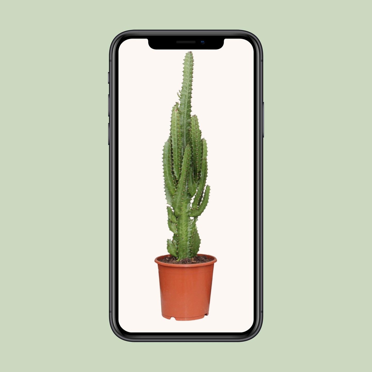 Euphorbia Trigona – Pflegeleichte Sukkulente Ø17cm, 70cm hoch