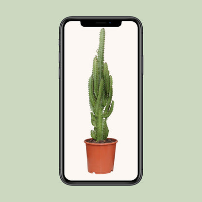 Euphorbia Trigona – Pflegeleichte Sukkulente Ø17cm, 70cm hoch
