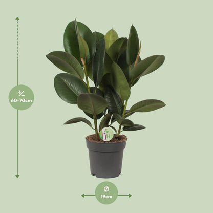 Ficus Robusta Ø19cm – Pflegeleichter Gummibaum