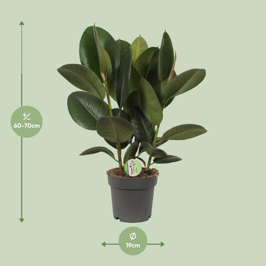 Ficus Robusta Ø19cm – Pflegeleichter Gummibaum