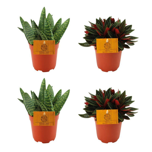 4er Set Aloe Paradisicum & Peperomia Rosso Ø10,5cm – Pflegeleichte Zimmerpflanzen