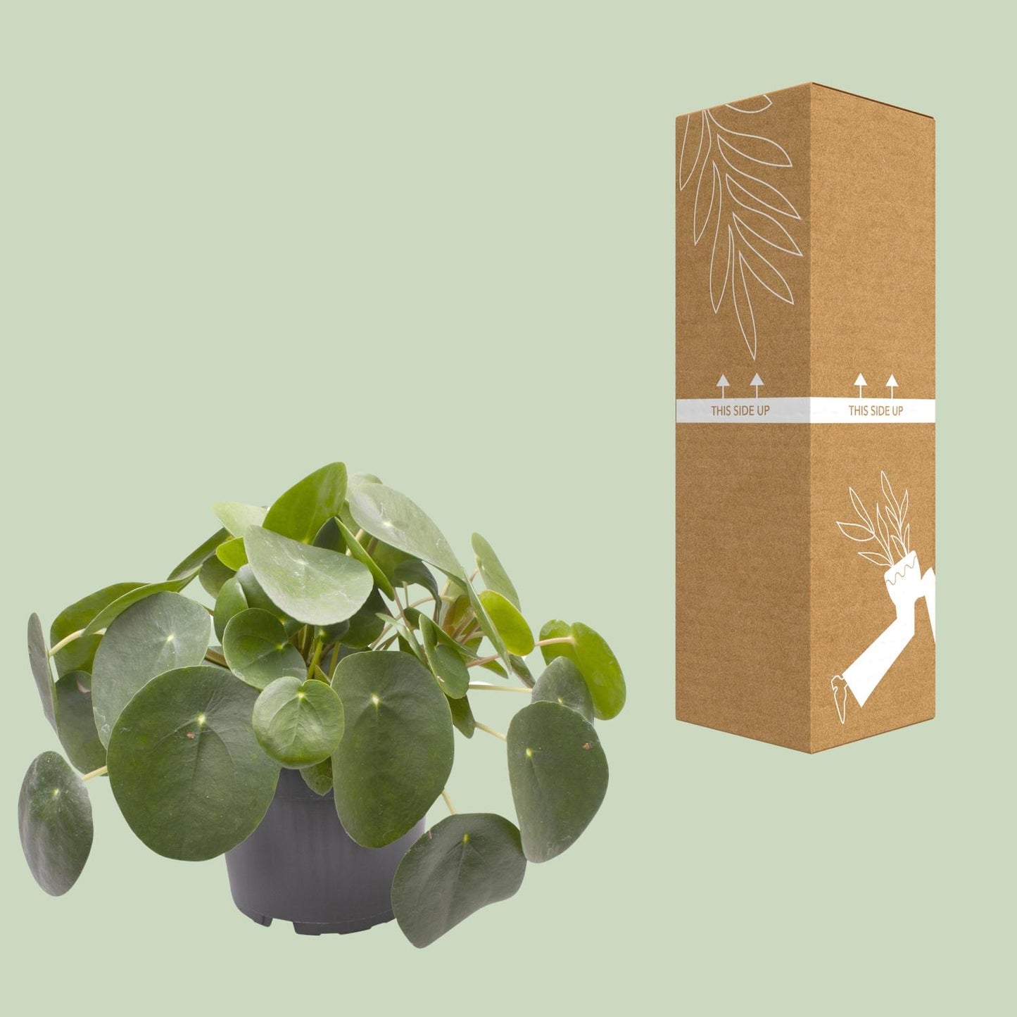 Ufopflanze (Pilea peperomioides) Ø12cm – Pflegeleicht & Trendig