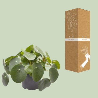Ufopflanze (Pilea peperomioides) Ø12cm – Pflegeleicht & Trendig