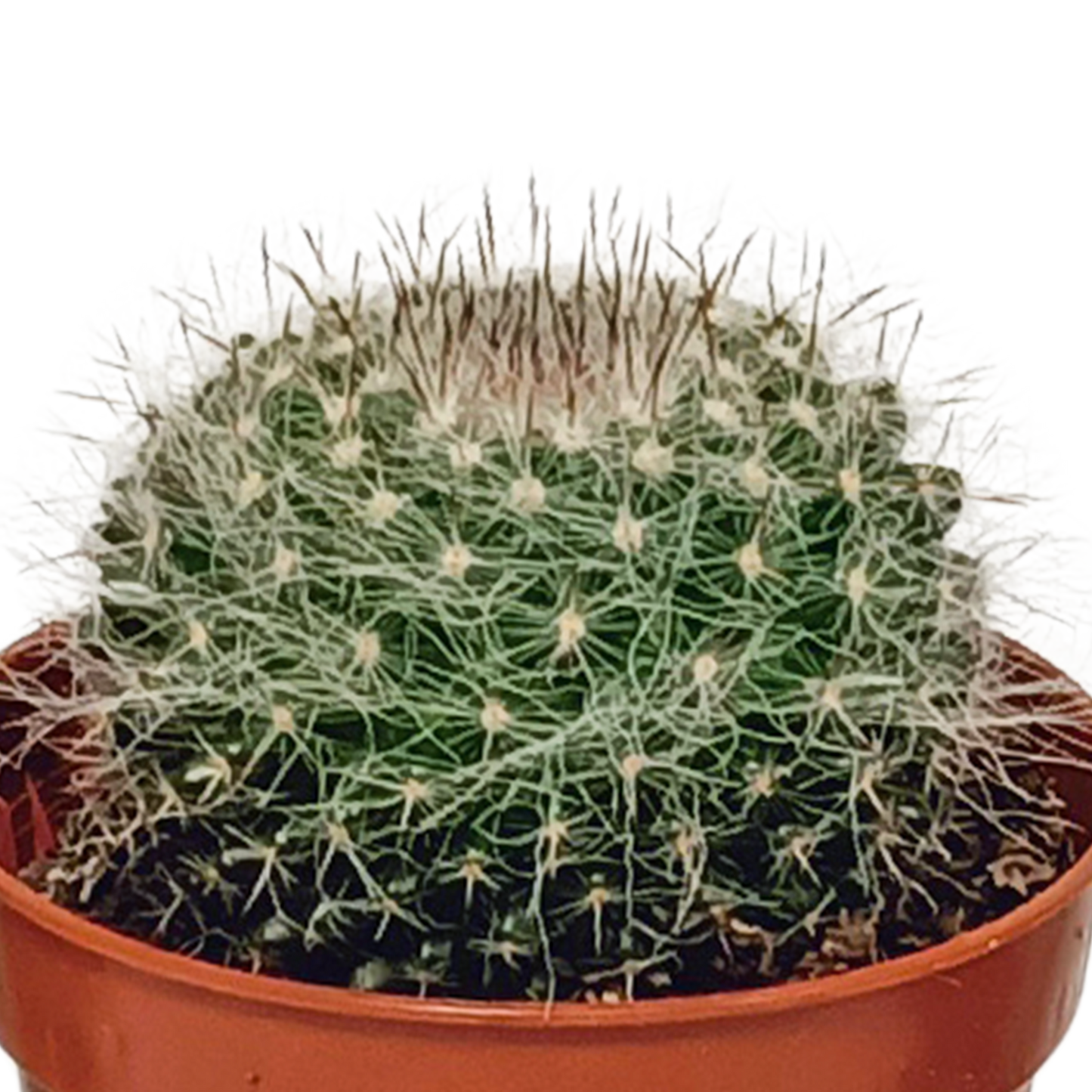 Kakteenmischung 5,5 cm – 10er Set ohne Topf