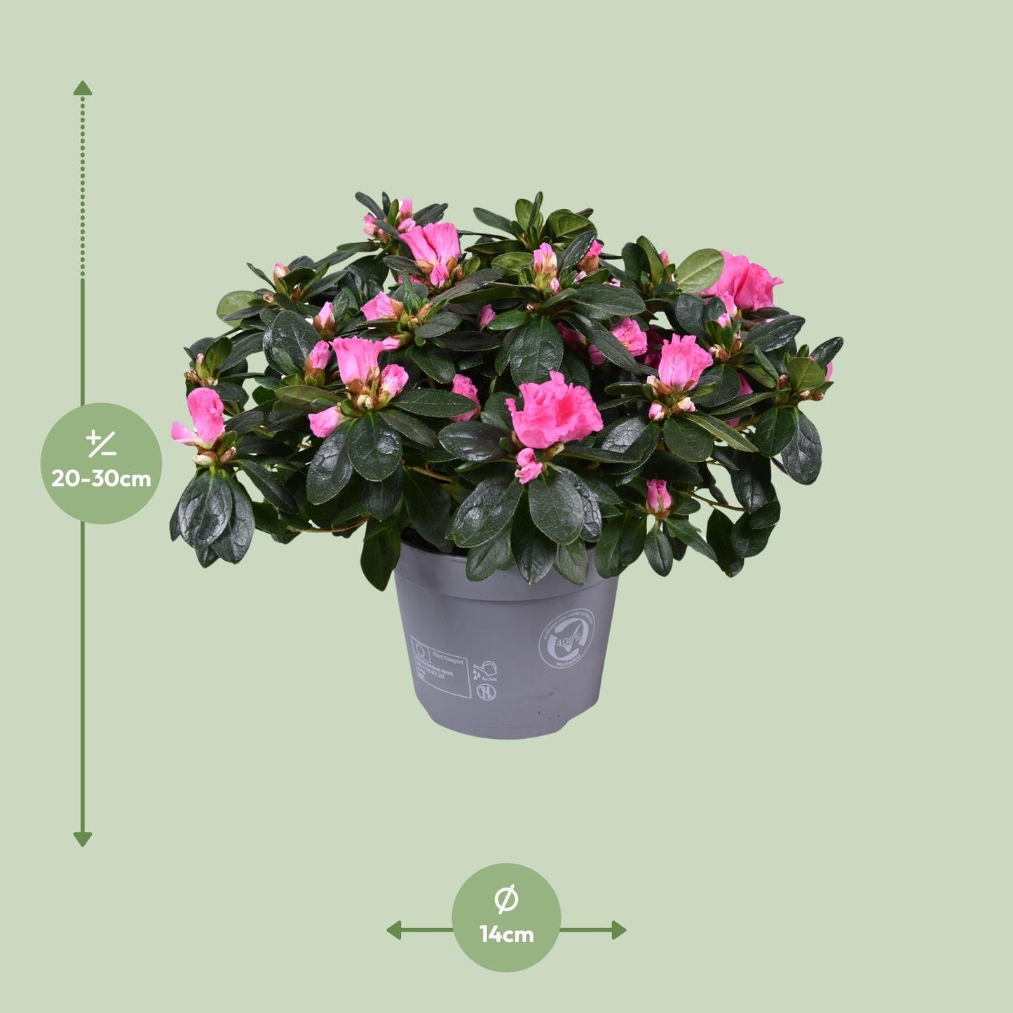 Azalee 'Rose Vogel' – Blühende Zimmerpflanze Ø14cm