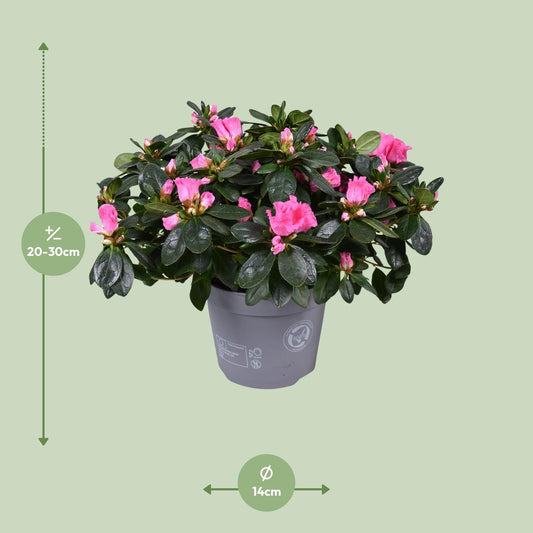 Azalee 'Rose Vogel' – Blühende Zimmerpflanze Ø14cm