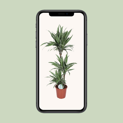 Dracaena Warneckei – Eleganter Drachenbaum Ø24cm, 125cm hoch